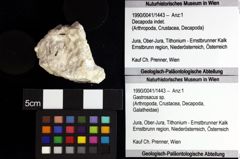 Foto (Objket + Etiketten) von Decapoda indet. 